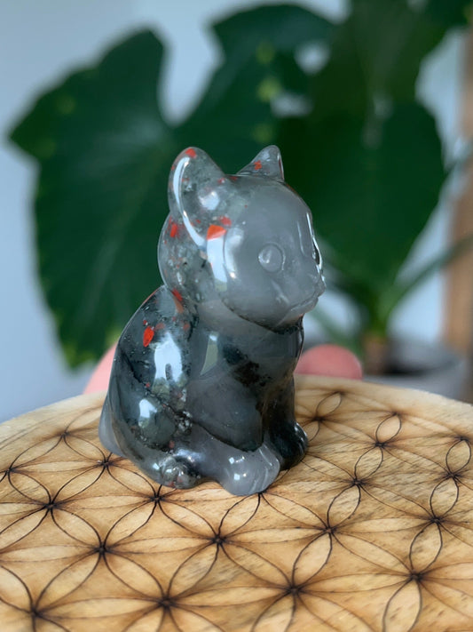 Chat Jaspe Héliotrope