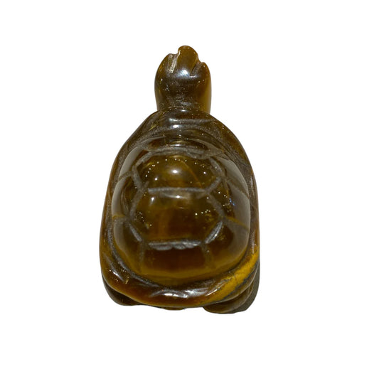 Tortue Oeil de Tigre