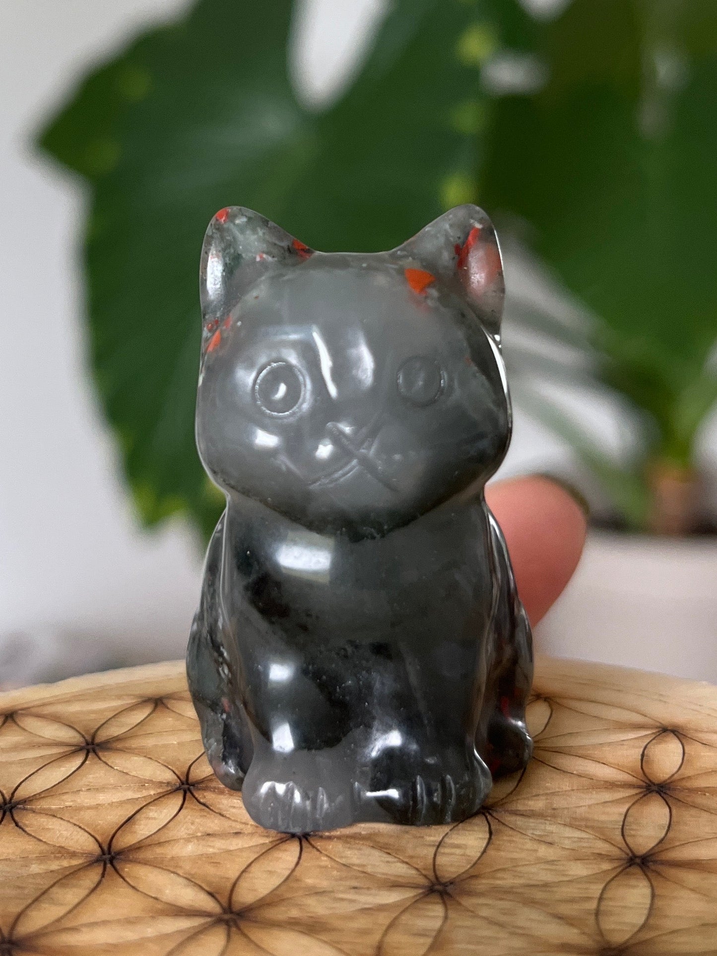 Chat Jaspe Héliotrope