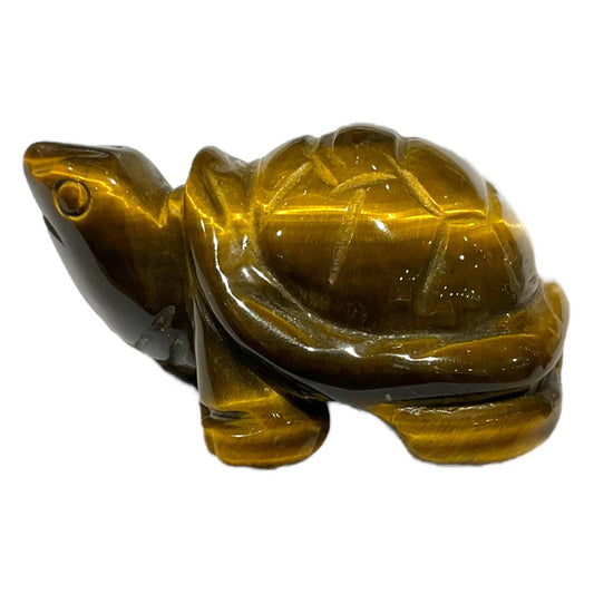 Tortue Oeil de Tigre