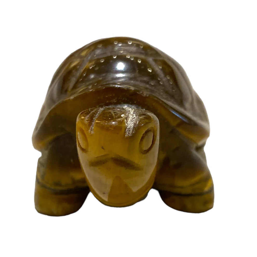 Tortue Oeil de Tigre
